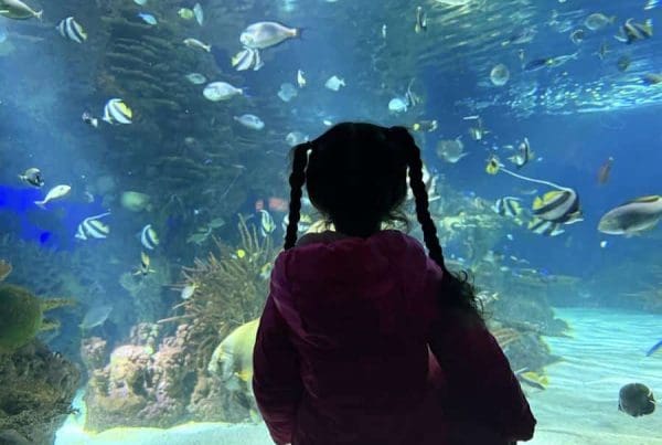 This image is by Treehouse Grove at Norton Creek | Gatlinburg, TN.