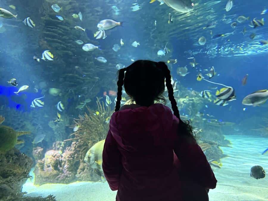 13 Best Things to Do in Pigeon Forge with Kids