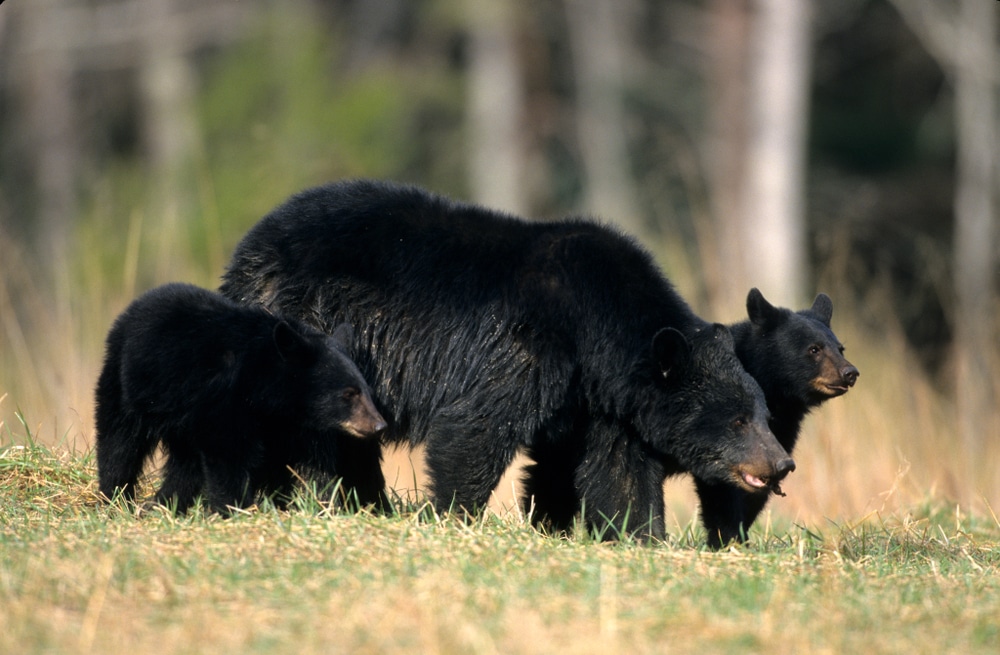 Wildlife to Spot in the Smoky Mountains